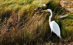 white egret in green grass