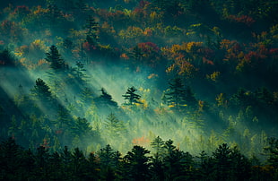 green trees at daytime HD wallpaper