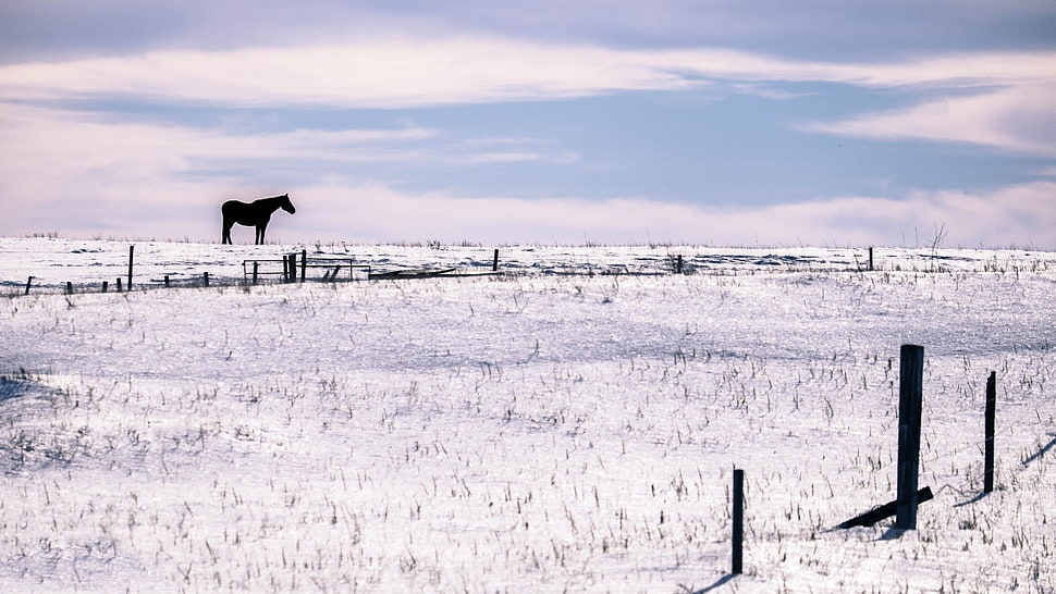 black horse, horse, winter, animals, landscape HD wallpaper