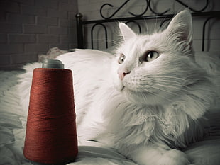 white fur cat near the roll of thread
