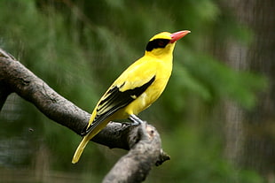 selective focus photo of yellow Robin beard with pink beak standing on tree trunk HD wallpaper