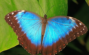 Morpho Butterfly perched on green leaf