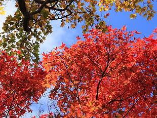 red leaf tree under the blue and white sky