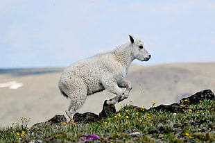 photography of white lamb on rocky mountain, mountain goat, kid