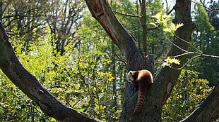 brown and white Meer cat on a tree