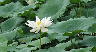 white Lotus flower in bloom at daytime