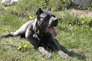 black Cane Corso laying on green grass field during daytime