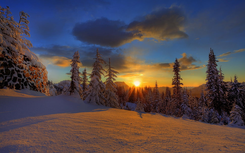 pine tree lot, winter, sunlight, snow, nature HD wallpaper