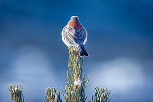 bird perching on top of a green leafed plant