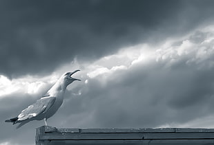 gull perched on wood platform with cloudy sky