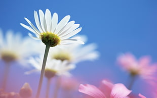 close up photo of Daisy flowers