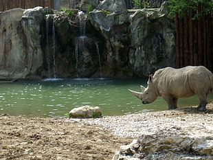 Rhinosaurus near body of water HD wallpaper