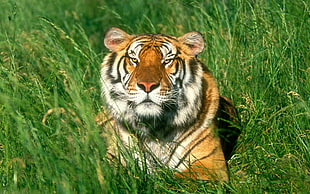 tiger reclining on grass HD wallpaper