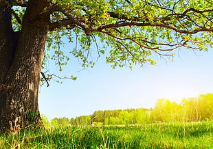 photo of tree and forest