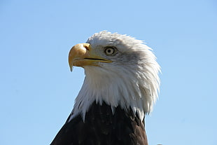 white and black Bald Eagle