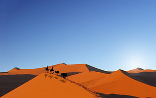 desert illustration, desert, camels, sky, sand HD wallpaper