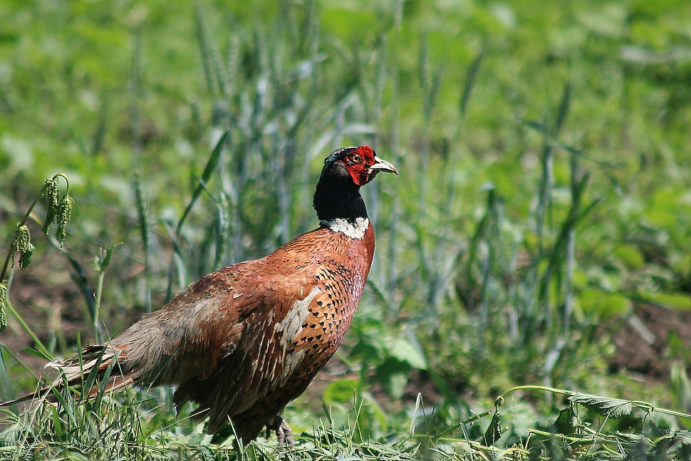 brown and black hen on green grass HD wallpaper