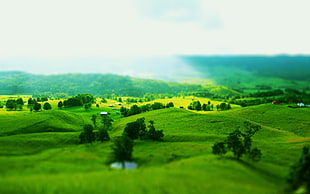 field of green grass screenshot