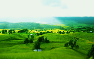 field of green grass screenshot HD wallpaper