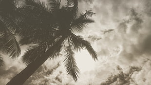 coconut palm tree, forest, trees, palm trees, nature