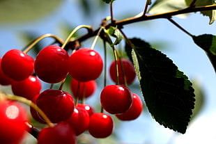 red cherry fruits with green leaves at daytime