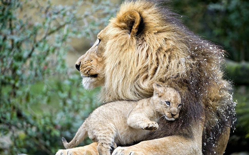 adult lion and lion cub, animals, lion HD wallpaper