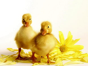 two yellow ducklings beside yellow Daisy flower