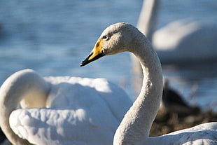 close up photo of three white swans on body of water, whooper swan, martin mere
