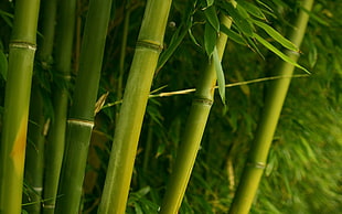 green bamboo trees