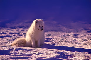 white wolf on snow ground HD wallpaper