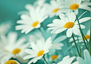 depth of field photography of white daisy flowers HD wallpaper