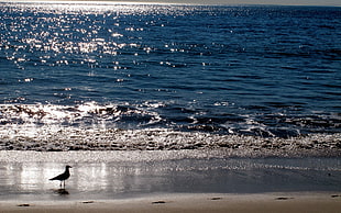 photo of bird on seashore