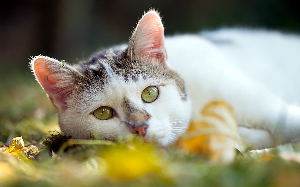 white cat in close up photography HD wallpaper