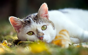 white cat in close up photography