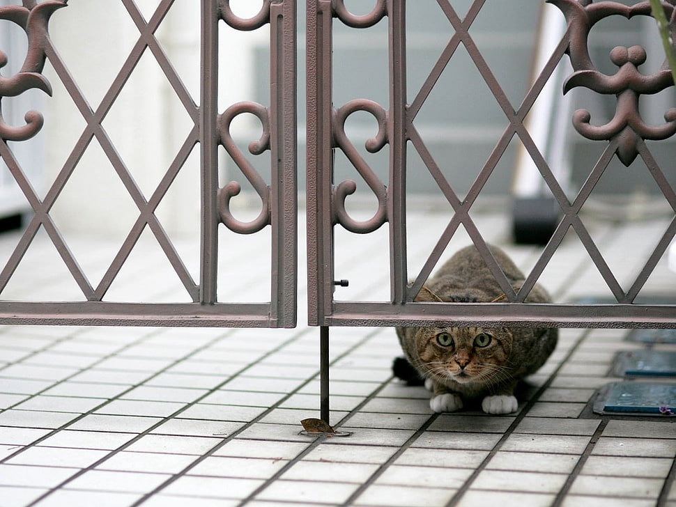short-coated brown and black cat HD wallpaper