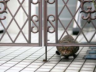 short-coated brown and black cat