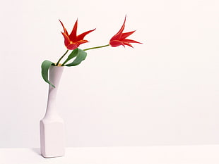 two red flowers on white ceramic vase