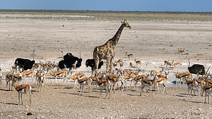 giraffe and ostriches surrounded by herd of antelopes