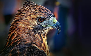 brown eagle, animals, eagle, birds