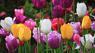 assorted-color tulip flower field
