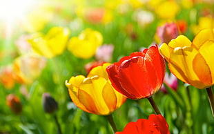yellow and red petaled flowers HD wallpaper