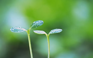 leaf sprout with dew closeup photography HD wallpaper