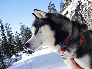 photograph of white and black Siberian Husky standing on snow covered ground during daytime