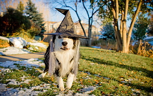 long-coated white and black dog wearing black witch hat standing on grass field