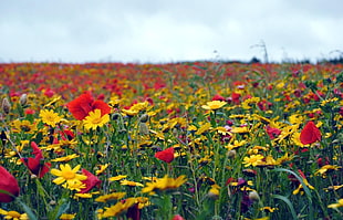 red and yellow flowers in the field