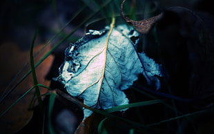 closeup photography of blue leaf