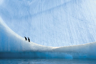two black penguins, penguins, animals, landscape