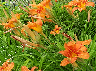 orange flowers during daytime in closeup photography