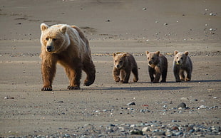 grizzly bear and three cubs HD wallpaper
