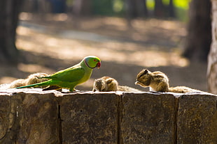 two chipmunks and rose ringneck parakeet on bricks